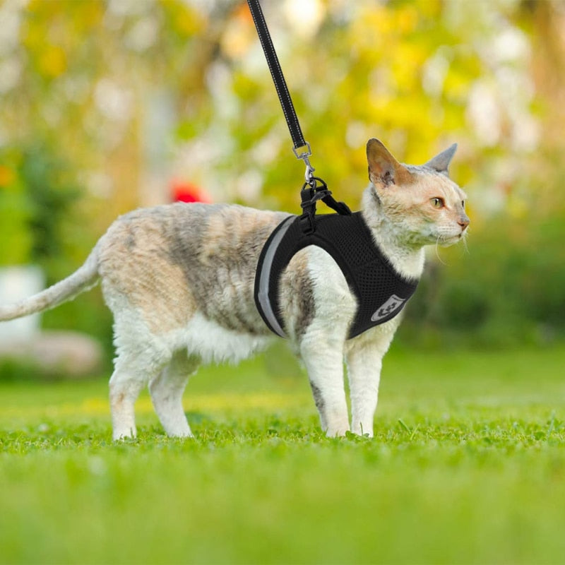 Colete Regulável  e Super Confortável para Cachorro e gato